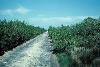 Road to Celestun through thick mangrove, 1976