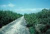 Road to Celestun through thick mangrove, 1976