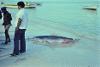 Shark catch, Celestun, 1976