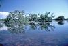 Mangrove lagoon, 1972