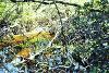 Tree island pool (cenote) and mangrove, 1976.