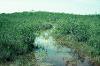 Cenote in the distant tree island overflows in the wet season flooding the surrounding savanna, 1977.