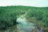 Cenote in the distant tree island overflows in the wet season flooding the surrounding savanna, 1977.
