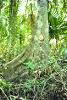 Tropical hardwood thrives in a tree island despite a semi-arid climate. Tree island cenotes provide ample moisture for tropical vegetation year round, 1976.