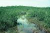 Cenote in the distant tree island overflows in the wet season flooding the surrounding savanna, 1977.