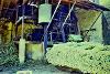 Henequen crushng machine, Samahil, 1971.