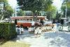 School children visit museum on the Paseo Montejo, Merida, 1972.