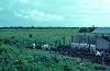 Introduction of cattle ranching in northern Yucatan state, near Tizimin, 1977