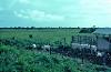 Introduction of cattle ranching in northern Yucatan state, near Tizimin, 1977