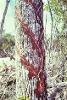 Tapped Chicle tree along Felipe Carrillo Puerto-Tulum highway, 1971