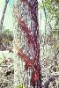  Tapped Chicle tree along Felipe Carrillo Puerto-Tulum highway, 1971