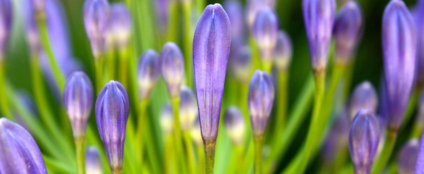 Picture of flowers