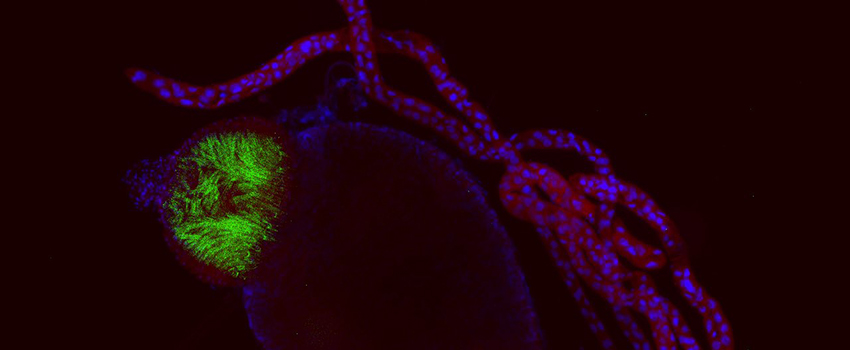 Dissected cat flea midgut. Specimen stained blue (Nuclei) and red (flea tissue). Green is representative of autofluorescent flea tissue of the foregut. Visualized using fluorescence microscopy.