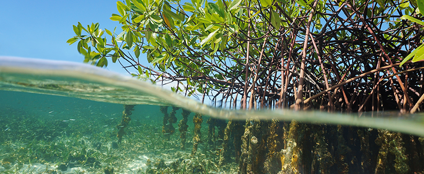 Plants with roots under water.