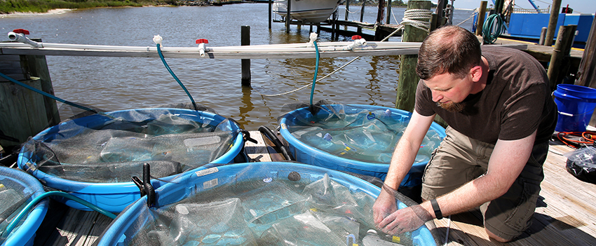 Professor working in fish pools.