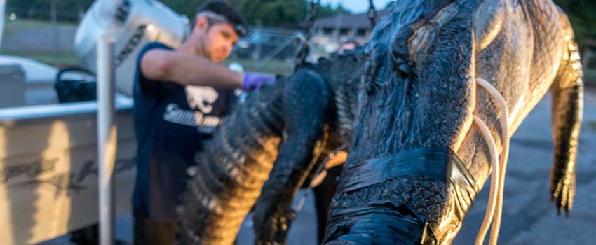 Tagging an alligator that is hoisted out of the water