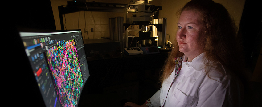 Amy R. Nelson, Ph.D., assistant professor of physiology and cell biology, is investigating if pericyte dysfunction may cause reduced blood flow in Alzheimer’s disease.