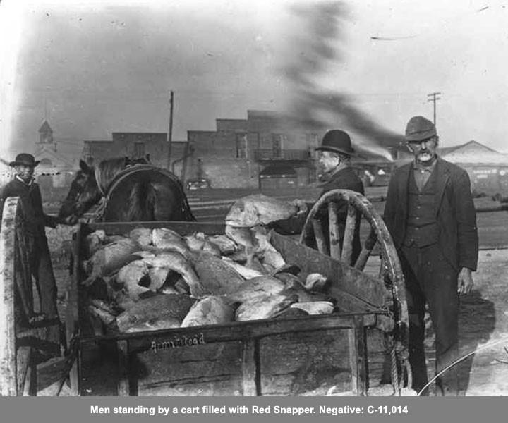 Wagon filled with Red Snapper