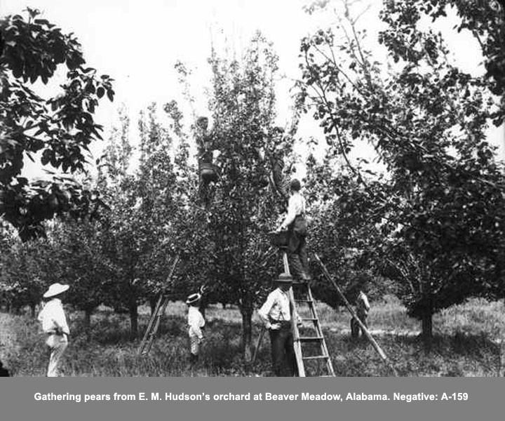 Gathering Pears