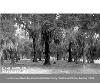 Live Oaks near Week's Bay in southern Baldwin County. 