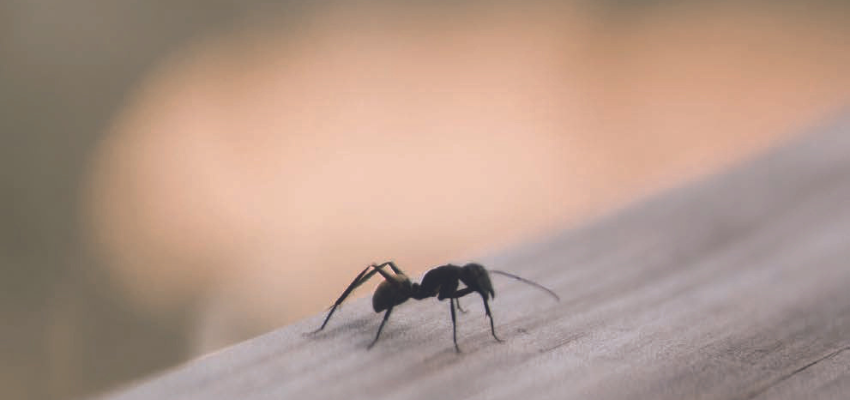 ant on a piece of wood