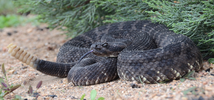 Photo of an Arizona Black Rattlesnake in Arizona. Photo by Greg Territo.