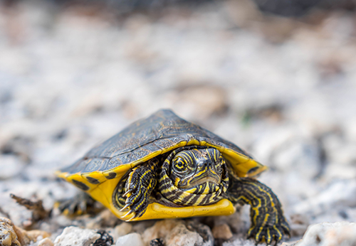 Turtle crawling over rocks.