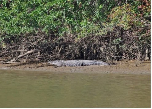 Basking alligator on banks of Tensaw River. Photo by Sherry Stimpson Frost.