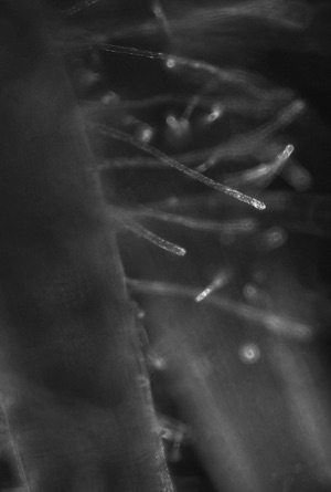 Bacterial endophytes colonization root hairs of Populus deltoides.