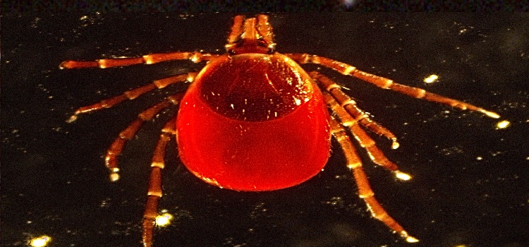 Photo of a semi-engorged female deer tick (Ixodes scapularis) taken using a microscopic camera lens. 