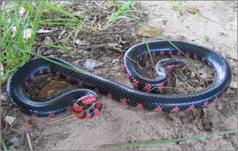 Mud Snake (Farancia abacura)