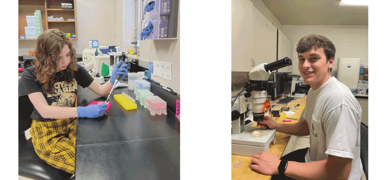 Photo of India Hughes (left) conducting a PCR (polymerase chain reaction) during her summer research and Chase Jordan (right) using a microscope to look at worm musculature. 
