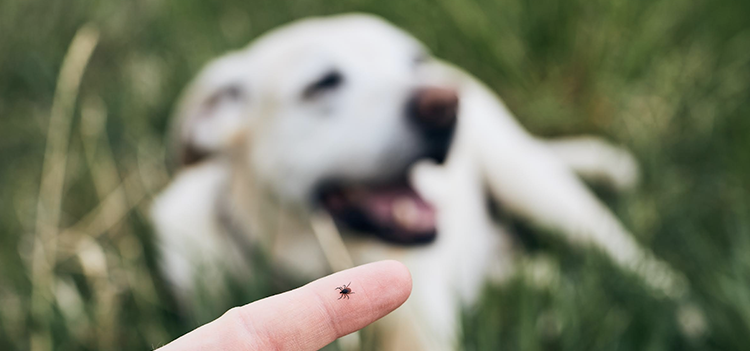 Tick on finger looking at dog.