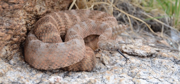 Tiger Rattlesnake coiled next to a rock in natural habitat. data-lightbox='featured'