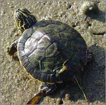 Hatchling Alabama Red-bellied Turtle