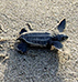 Turtle crawling on the beach