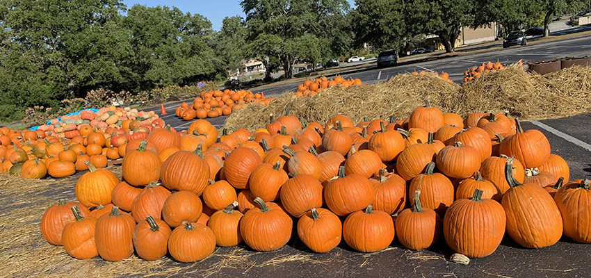 Pumpkins outside in CEPS parking lot.