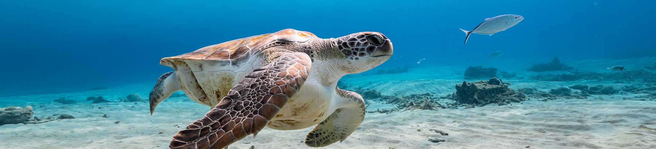 Turtle swimming underwater.