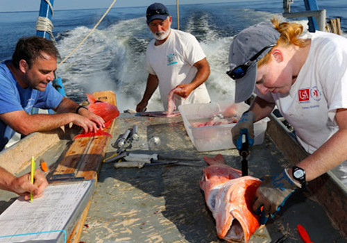 Students tagging fish on boat.