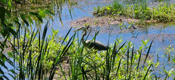 Great Blue Heron on Three Mile Creek on USA's main campus