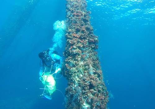 Student Diving by coral reef.