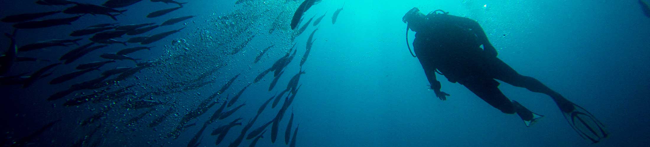 Scuba diver in the water with fish around.