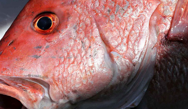 red snapper
