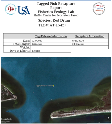 Tagged Fish Report Example 1