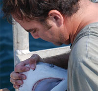 Marine Science Researcher Studies Tiger Sharks