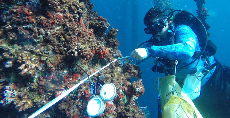 University of South Alabama doctoral student Grant Lockridge uses passive samplers in monitoring studies being done along the northern Gulf of Mexico. Photo courtesy of the Dauphin Island Sea Lab.
