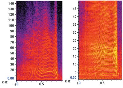 Rapid click trains used during foraging and socializing behaviors