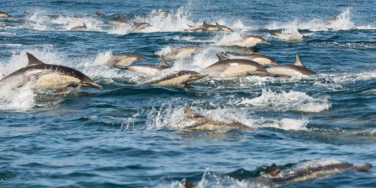 Superpod of Dolphins