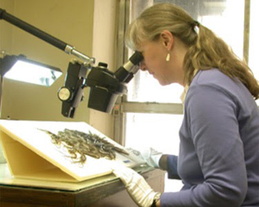 Female student looking through microscope.