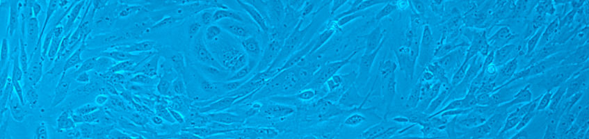 Artwork from a microscopic photograph